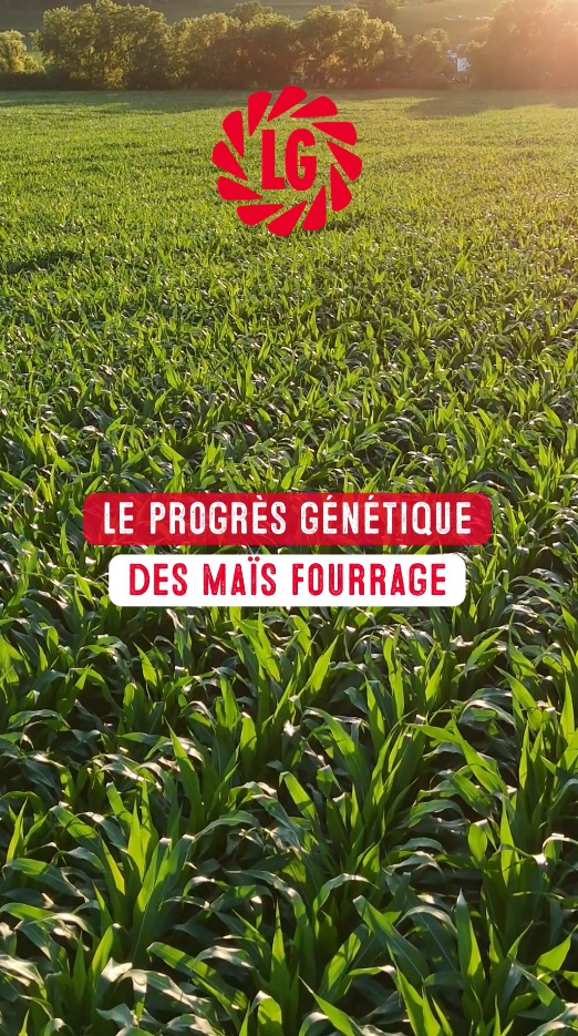 Le progrès génétique des variétés de maïs fourrage LG en images
